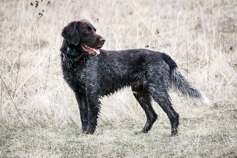 Munsterlander pointer top
