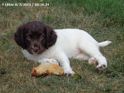 small munsterlander puppies price