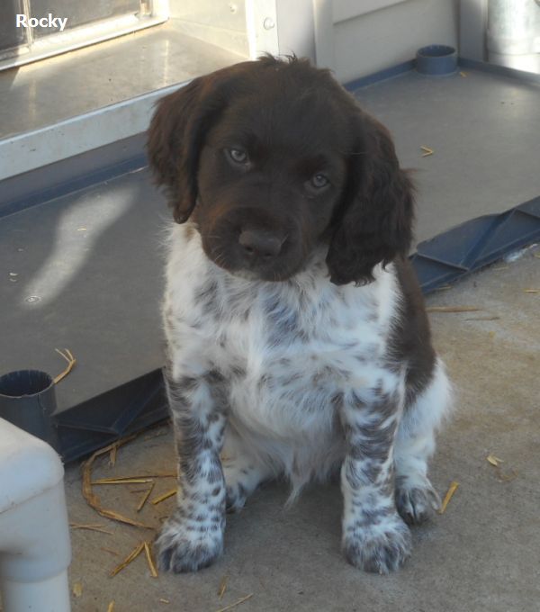 small munsterlander puppies price