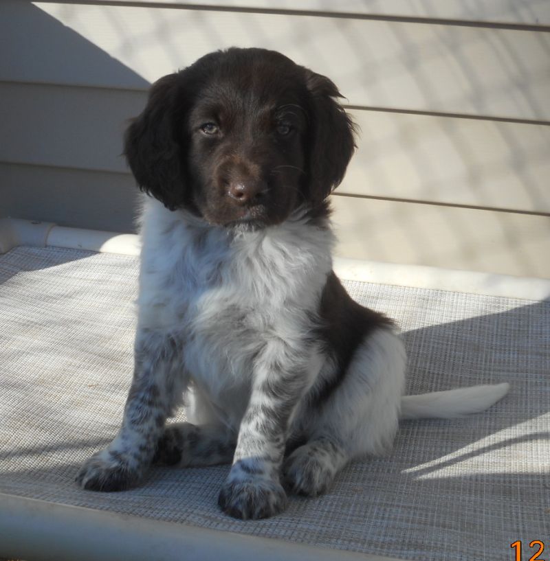 munsterlander pointer