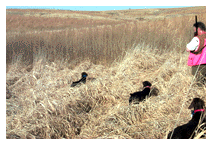 Pheasant Hunting at Brush Dale