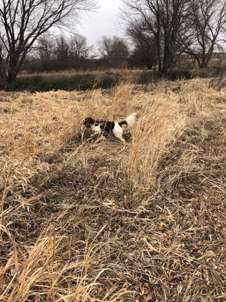 Small Munsterlander Pointer Photos