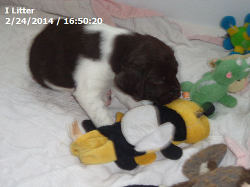 Small Munsterlander Pointer I Litter